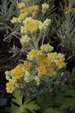 Helichrysum x 'Schwefellicht'