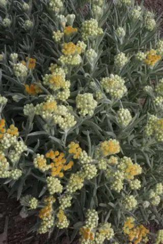 Helichrysum x 'Schwefellicht'