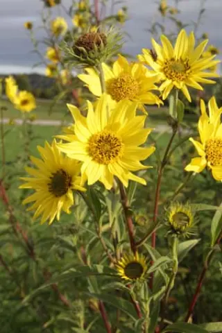 Helianthus 'Simon Wiesenthal'