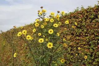 Helianthus 'Simon Wiesenthal'