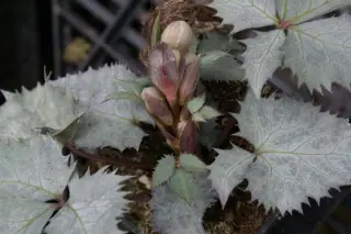 Helleborus sternii 'Ashwood Strain'
