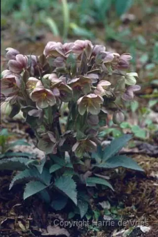Helleborus sternii 'Blackthorn Strain'