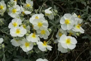 Helianthemum 'The Bride' (Snow Qu.)