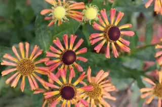 Helenium 'Tie Dye'