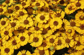 Helenium 'Tineke Grin'