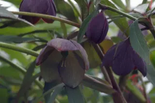 Helleborus torquatus (coll. Sevnica)