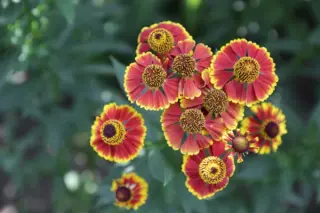 Helenium 'Tricolor Jep'
