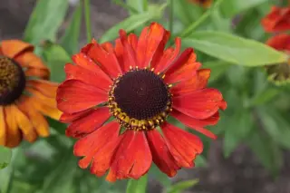 Helenium 'Vivace'