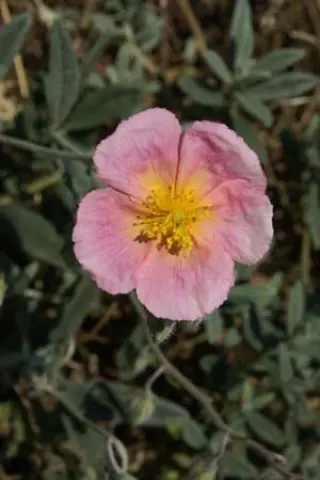 Helianthemum 'Wisley Pink'
