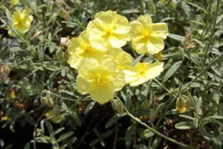Helianthemum 'Wisley Primrose'