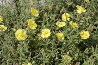 Helianthemum 'Wisley Primrose'