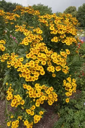 Helenium 'Zimbelstern'