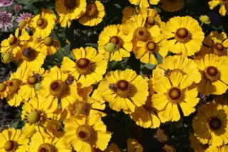 Helenium 'Zimbelstern'