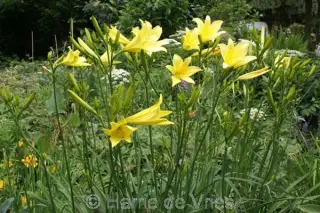 Hemerocallis altissima