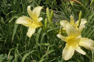 Hemerocallis altissima