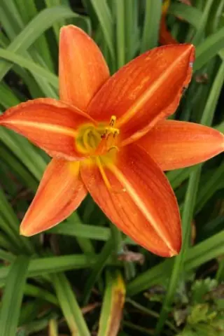 Hemerocallis 'Bruno Muller'