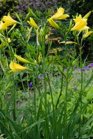Hemerocallis citrina (de Wiersse)