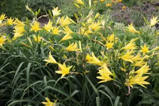 Hemerocallis citrina vespertina