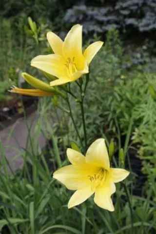 Hemerocallis citrina