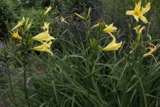 Hemerocallis citrina