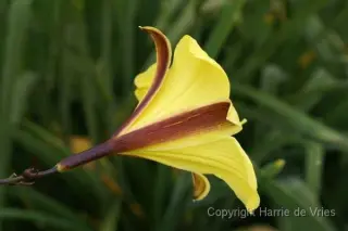 Hemerocallis 'Corky'
