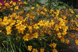 Hemerocallis 'Golden Chimes'