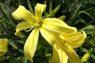 Hemerocallis 'Jojo'