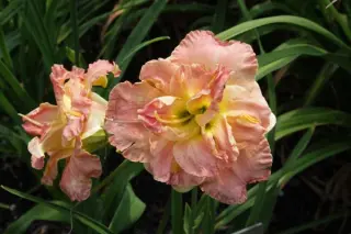 Hemerocallis 'Lacy Dolly'