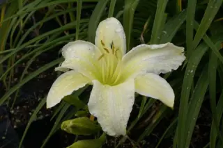 Hemerocallis 'Light The Way'