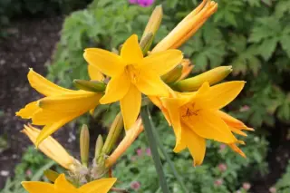 Hemerocallis middendorfii (col. Sachalin)