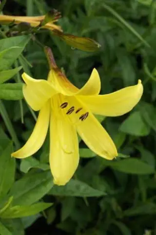 Hemerocallis minor