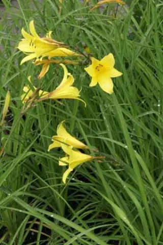 Hemerocallis minor