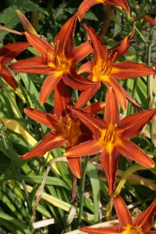 Hemerocallis 'Mount Helena'