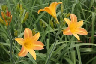 Hemerocallis multiflora