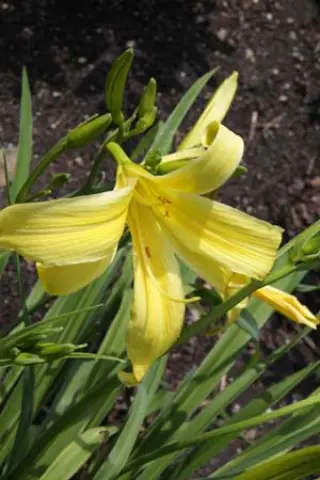 Hemerocallis 'Rococo'