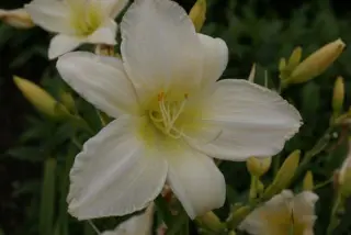 Hemerocallis 'Serena Madonna'
