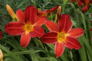 Hemerocallis 'Top Priority'