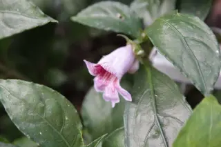 Hemiboea wangiana