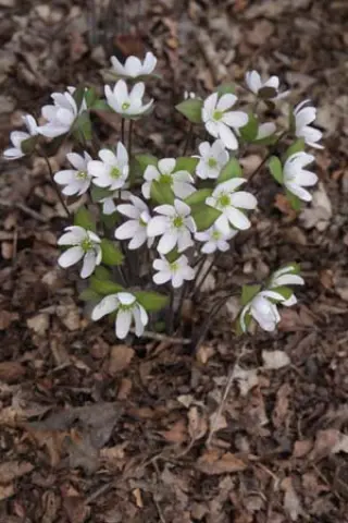 Hepatica acutiloba