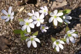Hepatica acutiloba