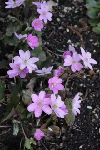 Hepatica americana