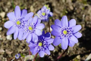 Hepatica x media 'Harvington Beauty'