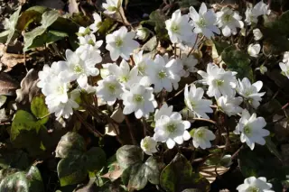 Hepatica nobilis 'Alba'