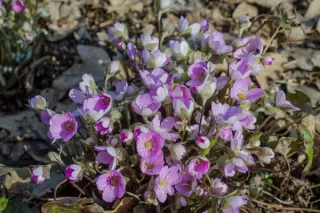 Hepatica nobilis pyrenaica 'Appleblos.'