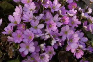 Hepatica nobilis pyrenaica 'Rosea'