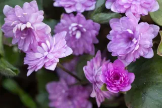 Hepatica nobilis 'Rubra Plena'