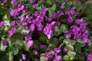 Hepatica nobilis 'Rubra Plena'