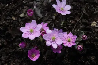 Hepatica nobilis zachtroze (ex Bosn.)