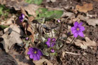 Hepatica nobilis 'Violetta'