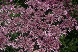 Heracleum spondylium 'Pink Cloud'